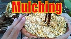 How to Mulch | Mulching Kia Cheez Hai | Wheat Straw Mulcher | Summer Protection