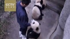 Cute alert! Four baby pandas playing with zookeeper