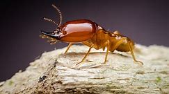 Termite Treatment & Control | Termite Exterminator