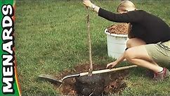 Plant a Tree - How To - Menards