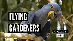 Macaws help plant trees across their habitats