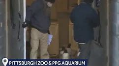 Penguins on parade at Pittsburgh Zoo & PPG Aquarium