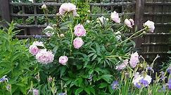 Peony Timelapse with Essex Supports