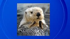 Ollie, a beloved sea otter at the Detroit Zoo, dies at 13 years old