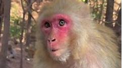 Adorable Monkeys #reels #usa #animals #goat #birds #monkeys #zoo #animal | Drama 4U
