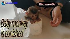 Baby monkey is disciplined for not listening to mother | Monkey Miki