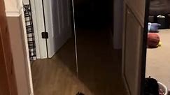 Cat  Walks Around Home With Balloon String in His Mouth