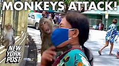 Monkey gangs are taking over Thailand amid coronavirus | New York Post
