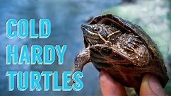 MY TOP 5 Cold Tolerant Turtle Species as Pets