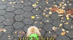 A day in the life of Ollie Halloween Edition 👻 #dayinmylife #halloween #dog #doggo #doglover #doglife #dogood #dogstagram #dogsoftiktok #dogs #puppy #puppies #puppylove #puppylife #puppiesofinstagram #dogsofinstagram #dogsofinstaworld #frenchbulldog #frenchie #frenchnails #frenchielife #french #dogslife | Olliepopmaltipoo
