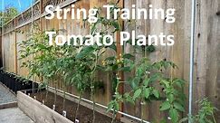 String Method for Growing Tomato Plants - Part #1