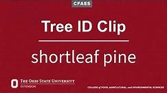 Tree ID Clip: shortleaf pine