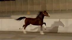 Horse galloping down Philadelphia interstate is safely captured