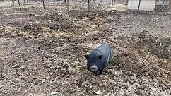 How do I stop my pet pig from rooting? The answer...you don't!