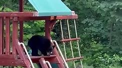 Cute! These bears just wanna have some fun on the playground! #bears #cubs #play #playground #wildlife #wildanimals #cuteanimals | Action News 5