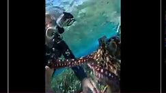 Watch this: Diver plays tug of war with octopus in Australia