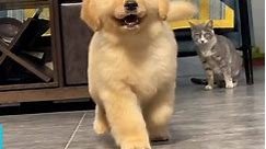 Adorable Golden Retriever Puppy Looks So Majestic And Elegant