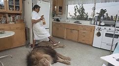 Unbelievable: living with lions and tigers at home as a best friends