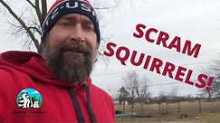 Squirrel Deterrents, What Really Works?