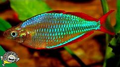 The Best Rainbow Fish Aquariums