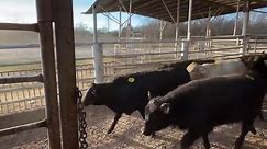 First Off What A Cattle... - Okmulgee Livestock Auction