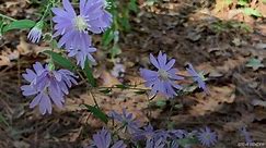 Blue Wood Aster Blows My Mind