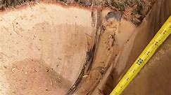29_36 inch White Oak wedges a chunk into my saw disk 🤦🏻‍♂️🤦🏻‍♂️#fyp #foryourpage #tigercatforestry #ball | Wasylean