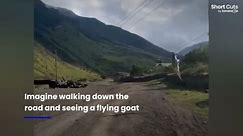 Hang in there: Goat's horns comically get stuck on electrical wires