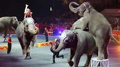 Elephant Circus Performance