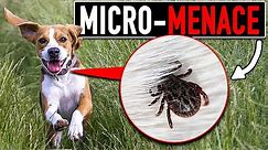 Everything A Dog Owner Needs To Know About Ticks 🤢