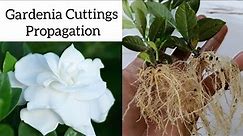 How to grow gardenia plant from cuttings , Gardenia propagation