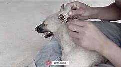 Removing 1000 Ticks From Dog's Ear, Many Big Ticks Dog's Ear, donjean #000