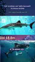 10 động vật dài nhất đại dương #shorst #daiduong #dongvat