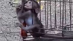 The sad baby monkey was trapped in the cage, the mother monkey tried to help and was very sad