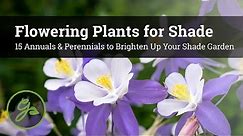 Flowering Plants for Shade - 15 Annuals & Perennials to Brighten Up Your Shade Garden