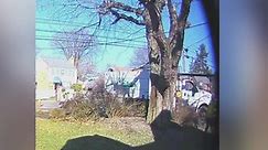 Man says crew hired by power company cut down his tree without permission