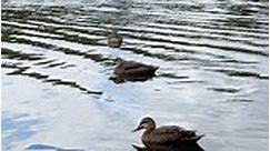 #beautiful #waterbird #duck #ducks #lakes #beauty #relaxing #relaxation #peaceful #peace #nature #naturelovers | Shahzad Azaan