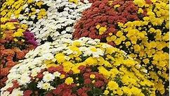 different colors of mums flowers at home depot.