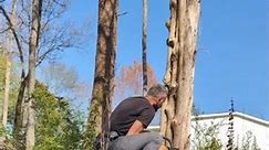 cedar tree removal