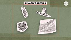 Invasive species: How they spread, why they're a danger and how to prevent them