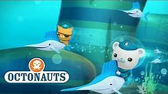 Octonauts - Amazing Fish | Cartoons for Kids | Underwater Sea Education