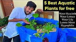 5 Best Aquatic Plants for free for Aquarium | Easy to care aquarium plants | Aquarium plants benefit