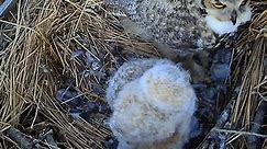 Great horned owl Birds There is baby food in the nest