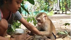 Monkey Koko and Yoko family #reelsvideo #monkey #monkeys #animals #wildlife #monkeylife #nature #primate #gorilla #animalslovers #Kokomonkey #Yokomonkey #foryou #reelsfb | Monkey Home