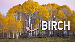 BIRCH - 5 Things you Didn't Know About this Amazing Tree