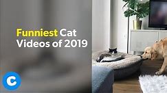 Funniest Cat Videos of 2019 | Chewy