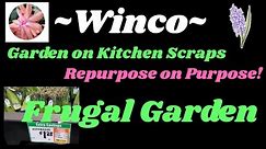Winco Garden Center? How I garden from Winco! #cheap #frugal #foodsecurity #gardening #plants #herbs