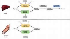 Glycogen Metabolism | Glycogenolysis | Pathway, Enzymes and Regulation