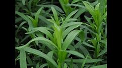How to grow tarragon from cuttings