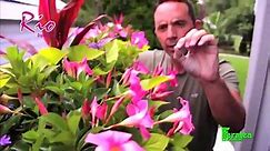 Rio 1.15 Gal. Hanging Basket Dipladenia Flowering Annual Shrub with Pink Flowers 272499